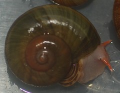Aperostoma
