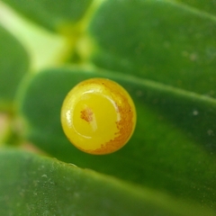 Polyura bharata