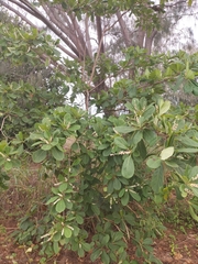 Terminalia muelleri