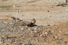 Athene cunicularia hypugaea