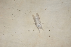 Cerura
