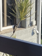 Pycnonotus xanthopygos