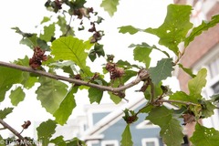 Neuroterus quercusbatatus