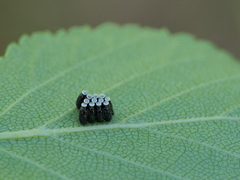 Rhynocoris annulatus