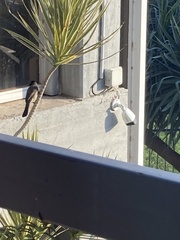 Pycnonotus xanthopygos