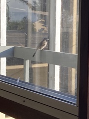 Pycnonotus xanthopygos