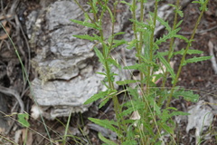 Senecio phelleus