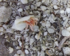 Coenobita perlatus