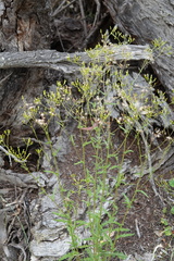 Senecio phelleus