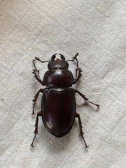 Lucanus capreolus