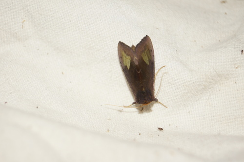 Diachrysia chryson