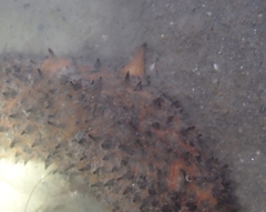 Apostichopus parvimensis