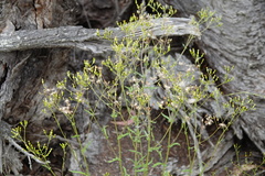 Senecio phelleus