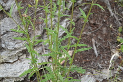 Senecio phelleus