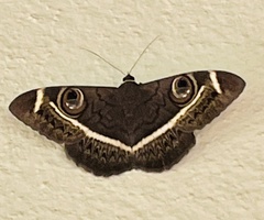 Cyligramma latona