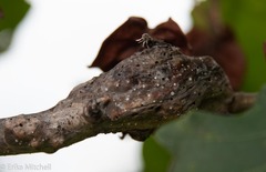 Neuroterus quercusbatatus