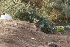 Athene cunicularia hypugaea