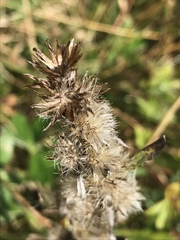 Omalotheca sylvatica