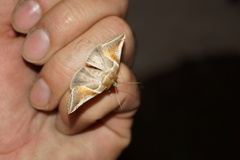 Habrosyne pyritoides
