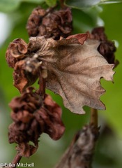 Neuroterus quercusbatatus