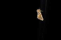 Habrosyne pyritoides