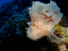 Taenianotus triacanthus