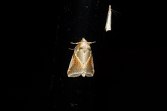 Habrosyne pyritoides
