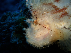 Taenianotus triacanthus