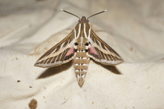 Hyles livornica