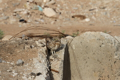 Athene cunicularia hypugaea