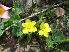 Moraea galaxia