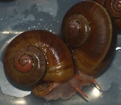 Neocyclotidae