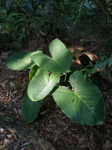 Xanthosoma taioba, photograph 4