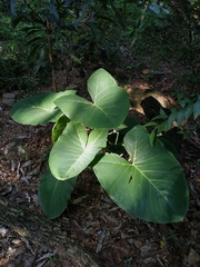 Xanthosoma taioba, photograph (c) Augusto Guerrante, some rights reserved (CC BY)
