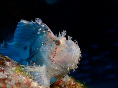 Taenianotus triacanthus