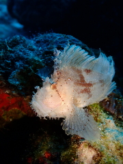 Taenianotus triacanthus