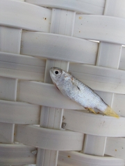 Ellochelon vaigiensis