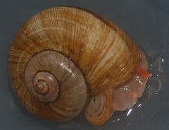 Neocyclotidae