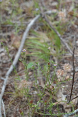 Vittadinia cuneata