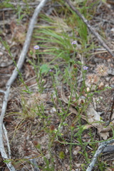 Vittadinia cuneata