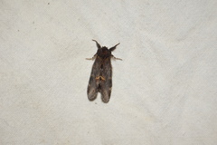 Notodonta dromedarius