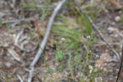 Vittadinia cuneata
