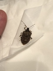 Halyomorpha halys