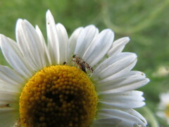 Austrotephritis poenia