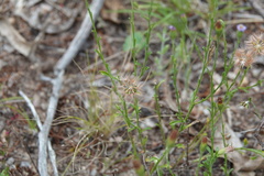 Vittadinia cuneata