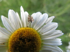 Austrotephritis poenia