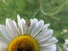 Austrotephritis poenia