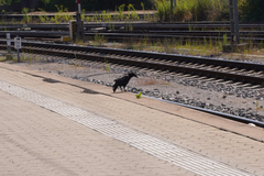 Corvus corone