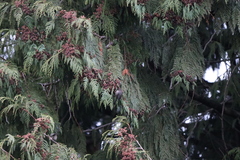 Psaltriparus minimus