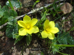 Moraea galaxia